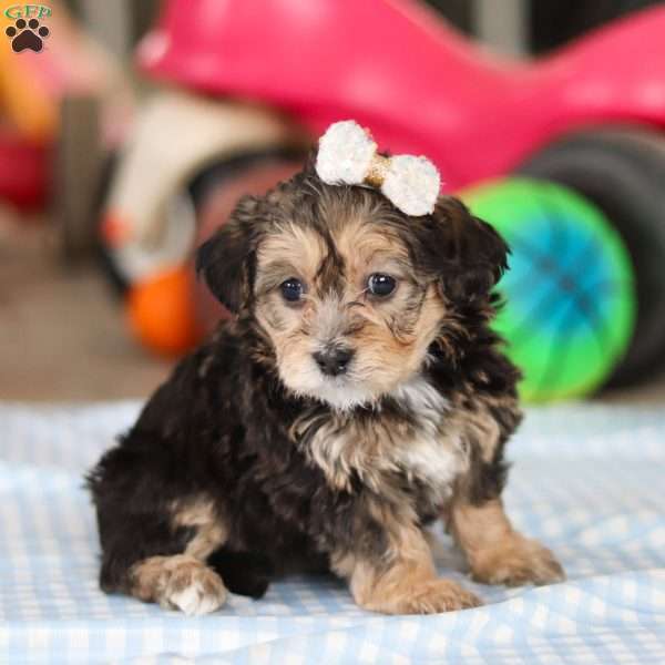 Maple, Yorkie Poo Puppy